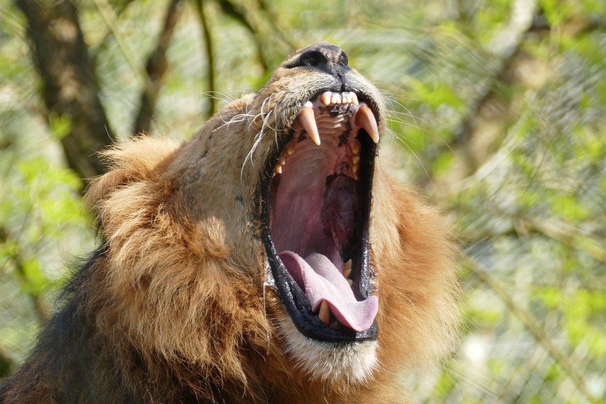 狮子,牙齿,野生