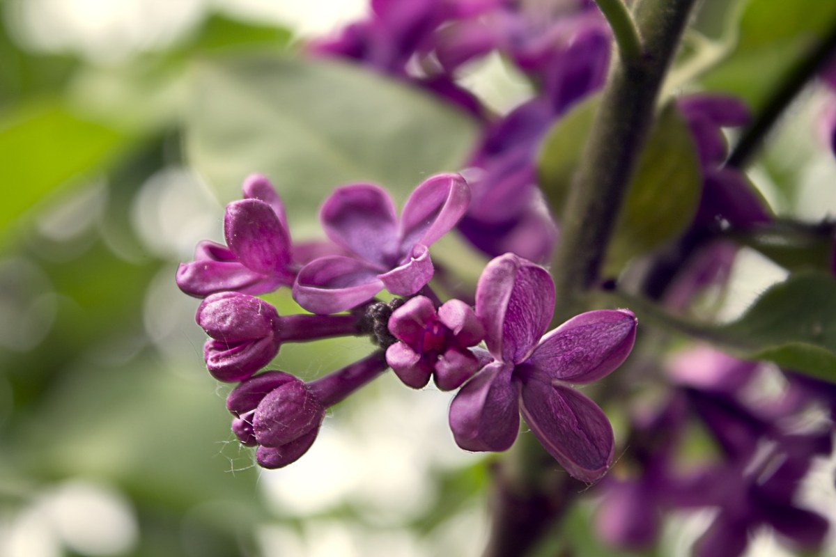 一种在夏天开紫色的花的树叫什么名字，有图片_百度知道