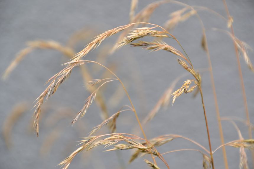 草,野生的种子,穗