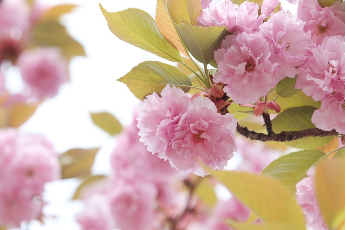 春天的观赏樱花花朵免费图片
