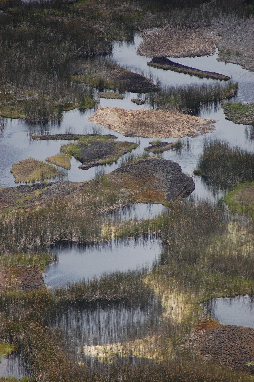 沼泽,马什,湿地