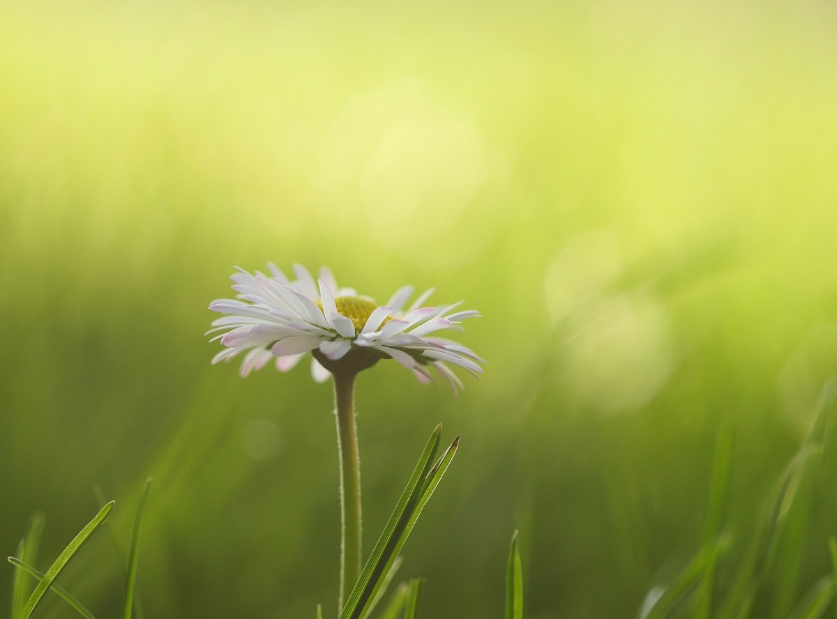 白色雏菊与绿色背景图免费图片