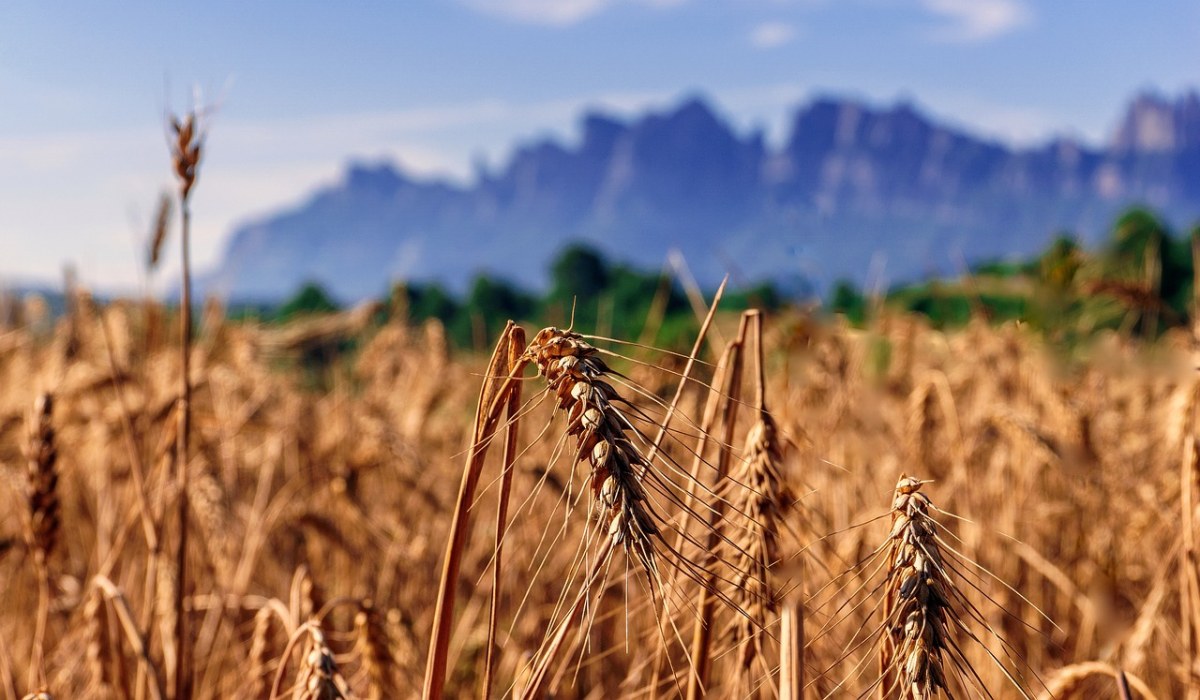 小麦、农业免费图片