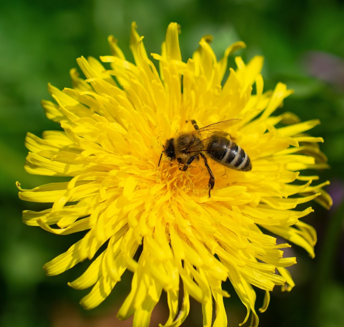 蜜蜂、蒲公英、花粉免费图片