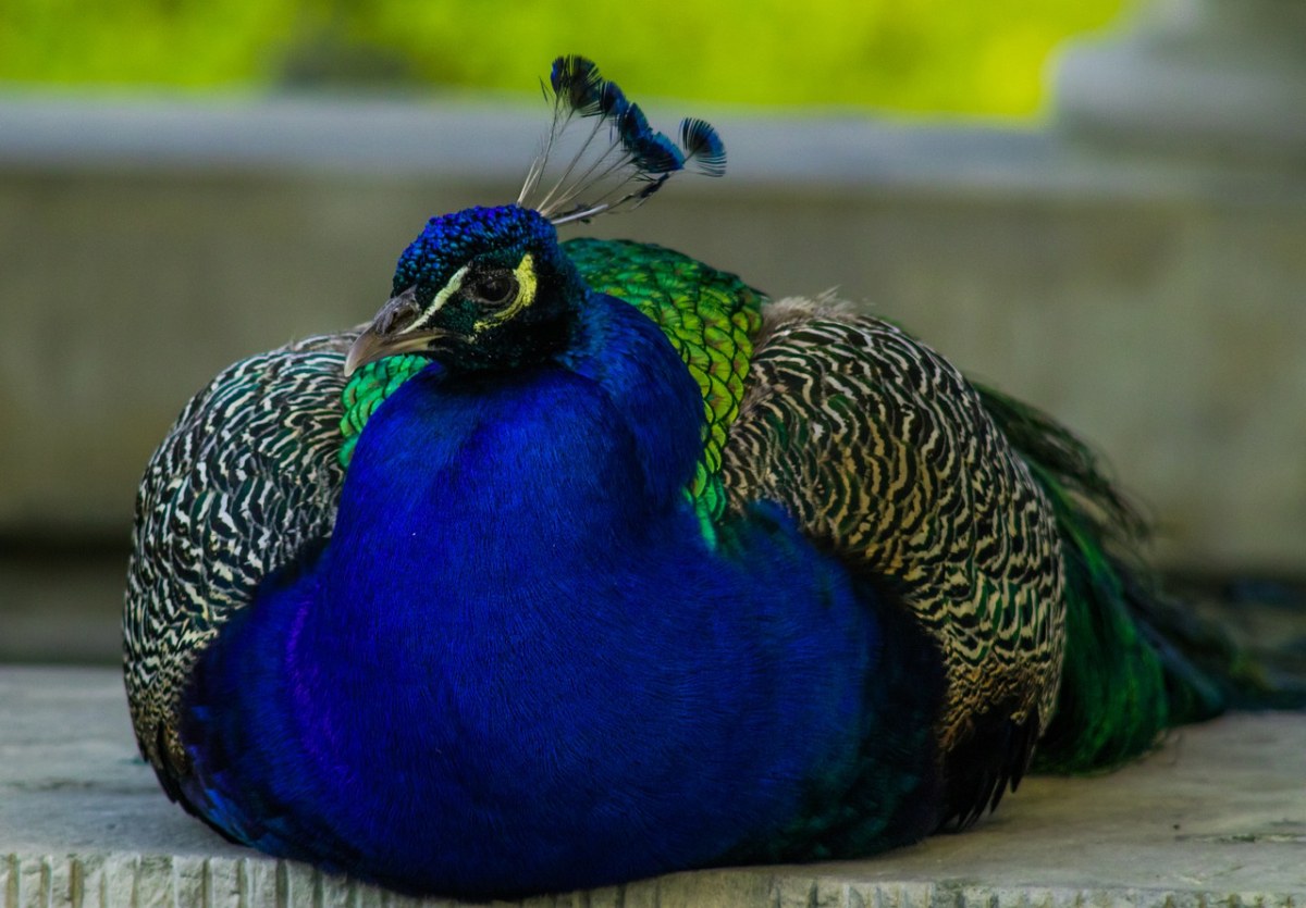 孔雀、鸟、蓝色免费图片