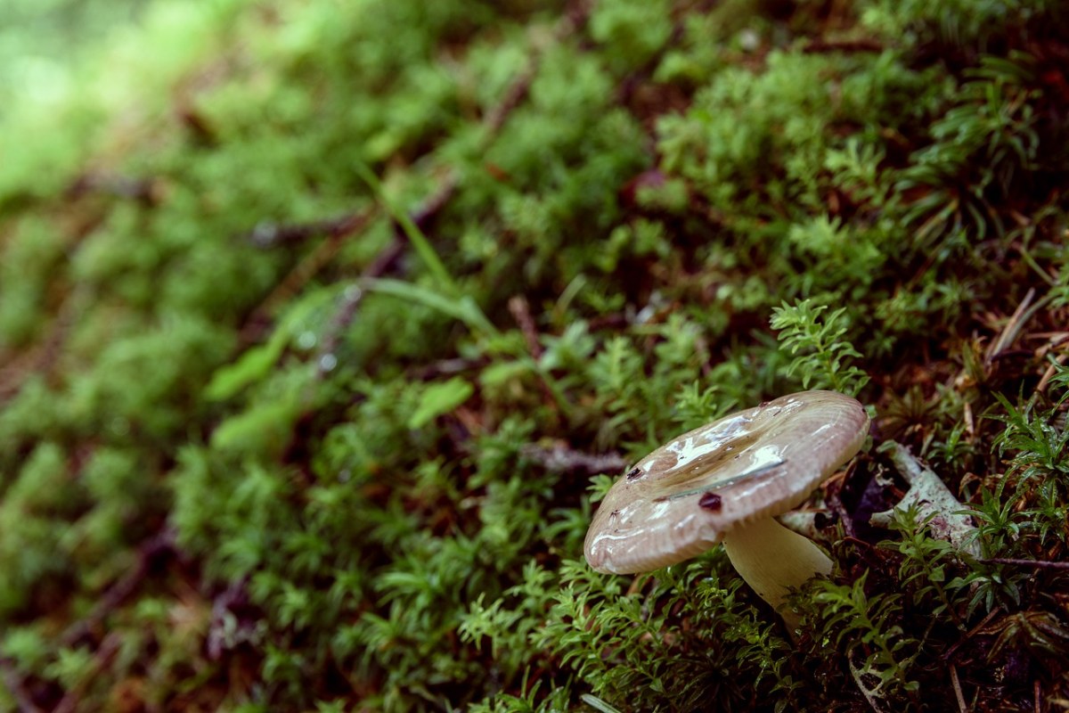 蘑菇、森林免费图片
