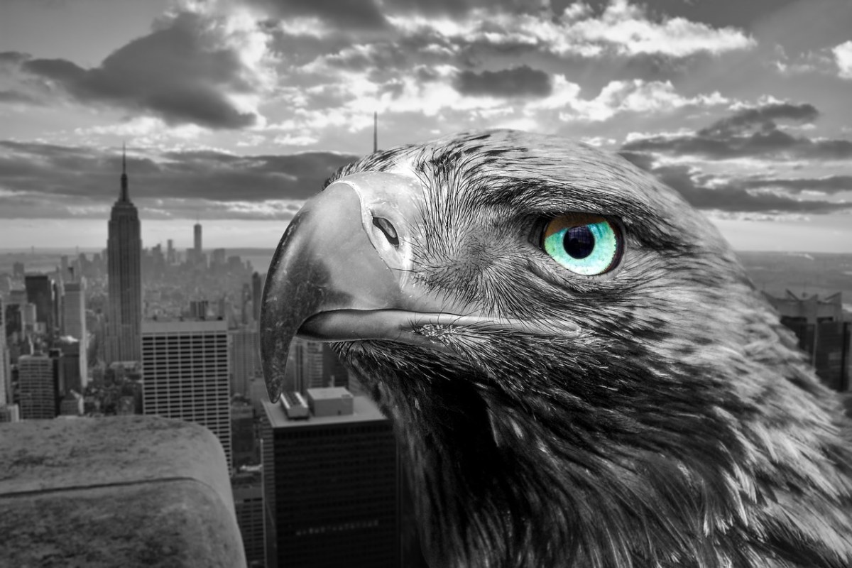 纽约、鹰、城市免费图片