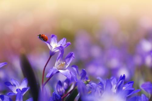紫色小花朵上的瓢虫