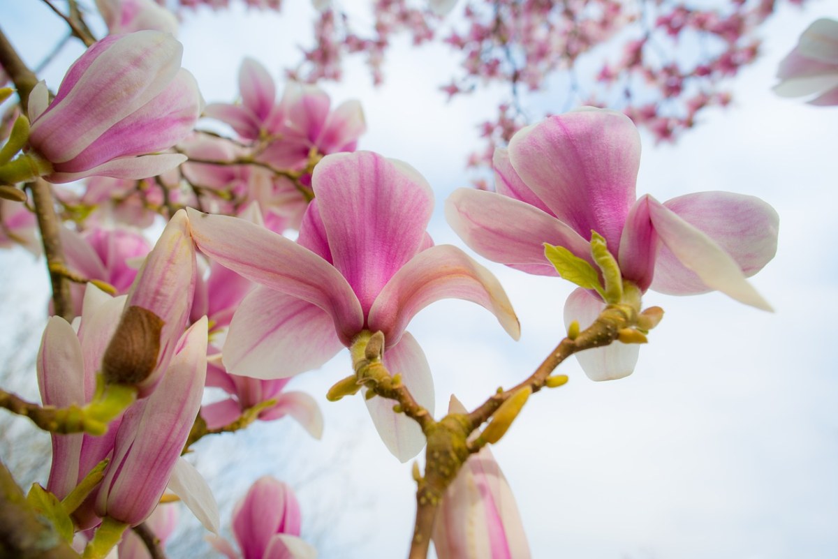 玉兰、粉红色、春免费图片