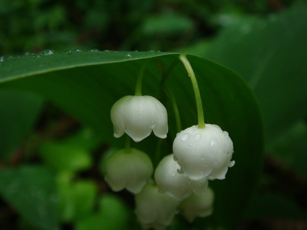 铃兰的花朵特写免费图片