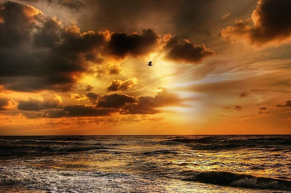 海鸥,日落,丹麦