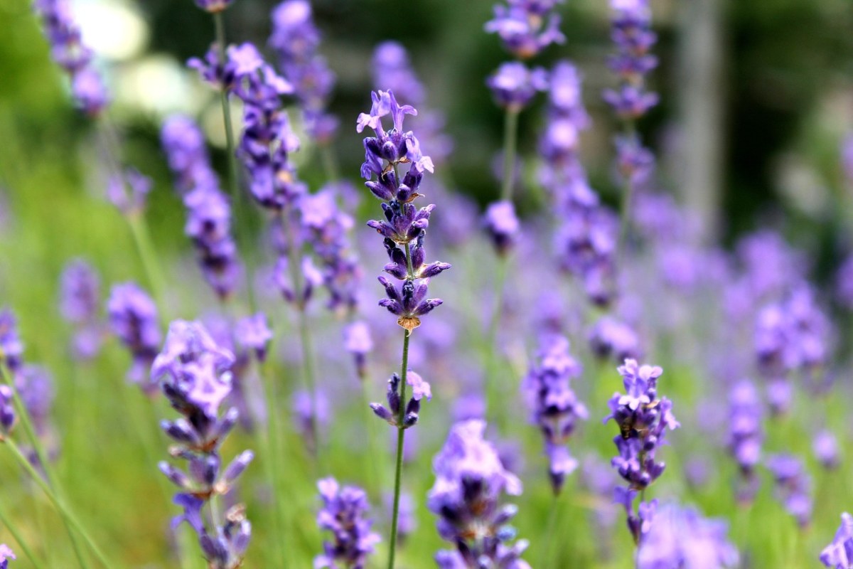熏衣草,紫,鲜花