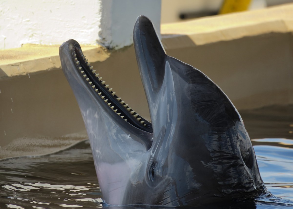 海豚的牙齿具体图片图片
