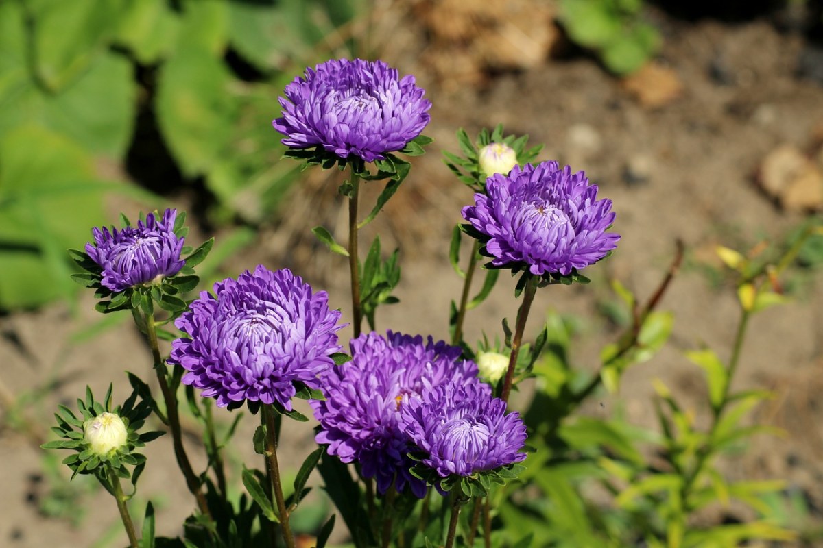 紫色的翠菊菊花免费图片