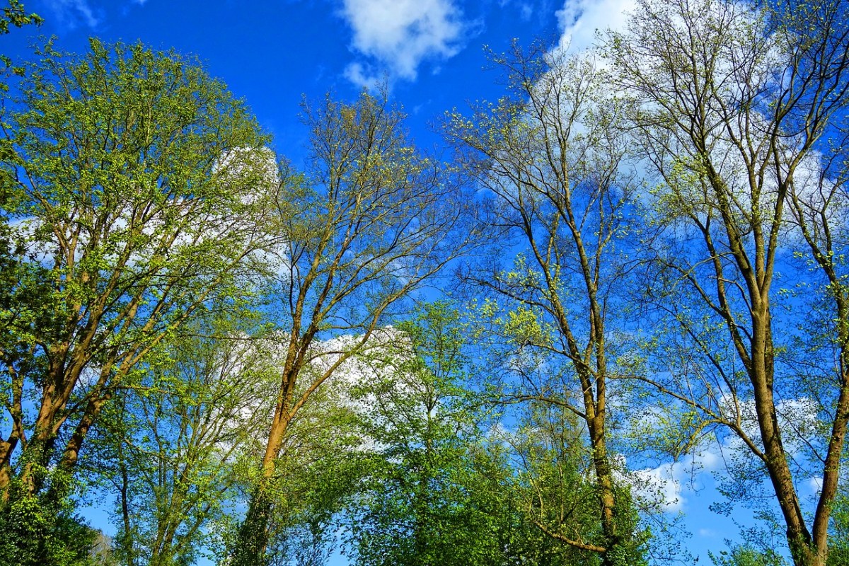 春天的树免费图片