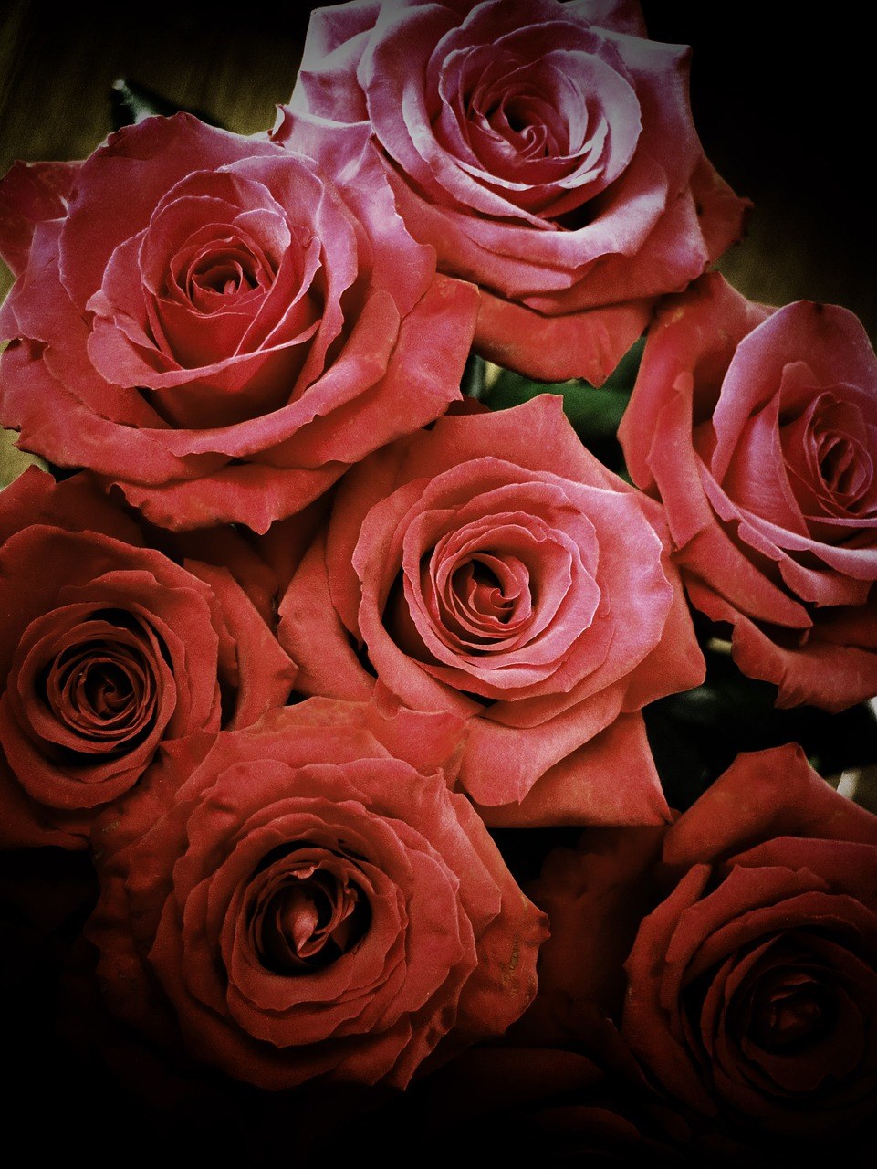 玫瑰,花,暗粉色