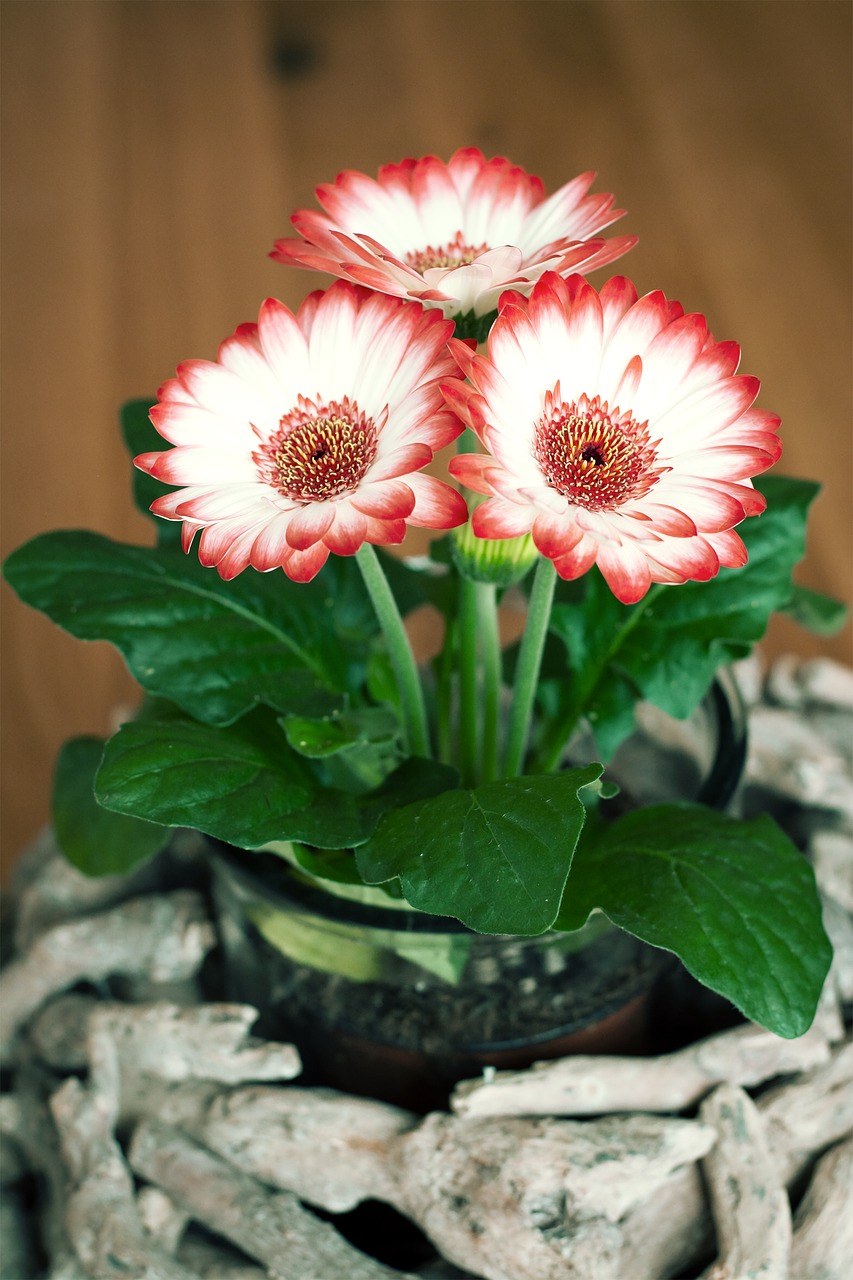 盆栽菊科花朵免费图片