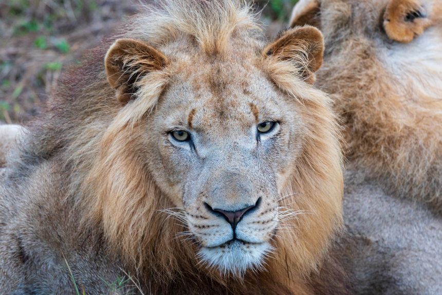 非洲獅子野生動物園