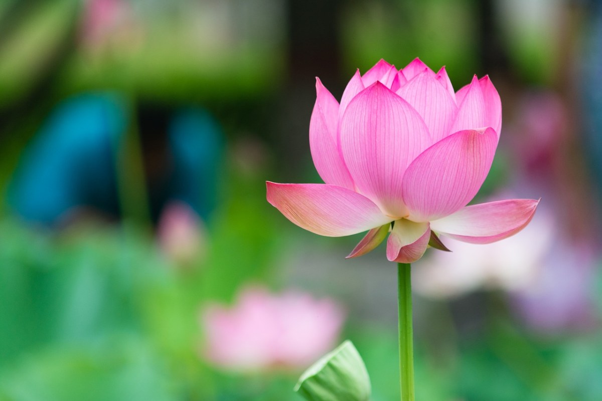 莲花、花免费图片