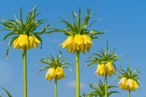 黄色的皇冠贝母花