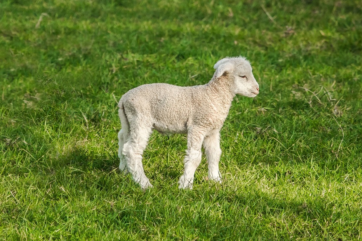 草地上的一只小羊免费图片