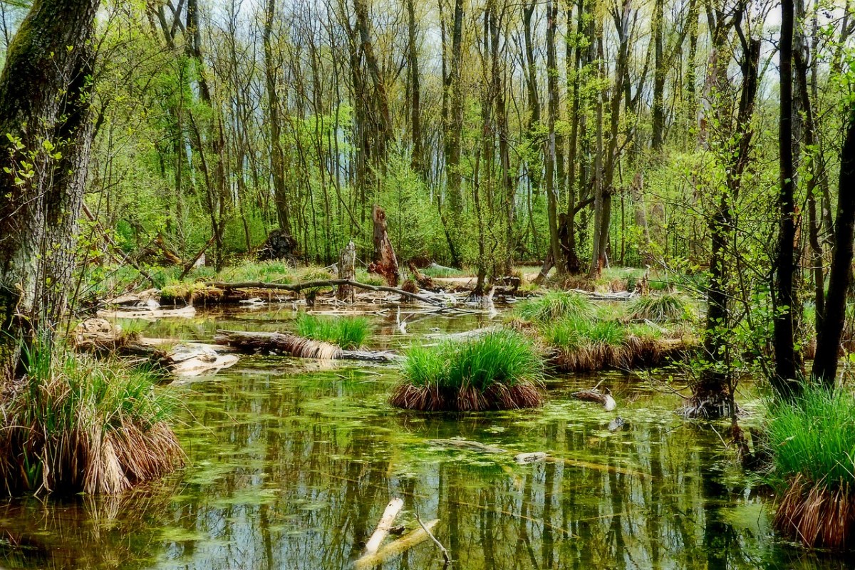 春天森林里的沼泽风景图片免费图片