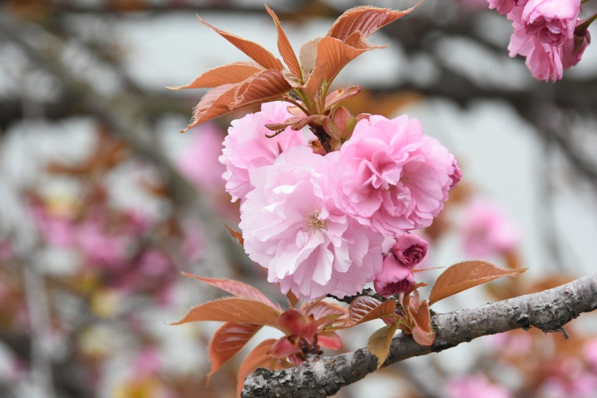 粉红色的樱花花朵特写免费图片