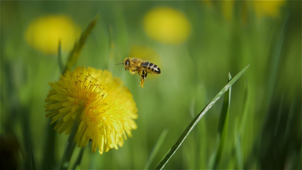 蜜蜂与黄色的花朵免费图片