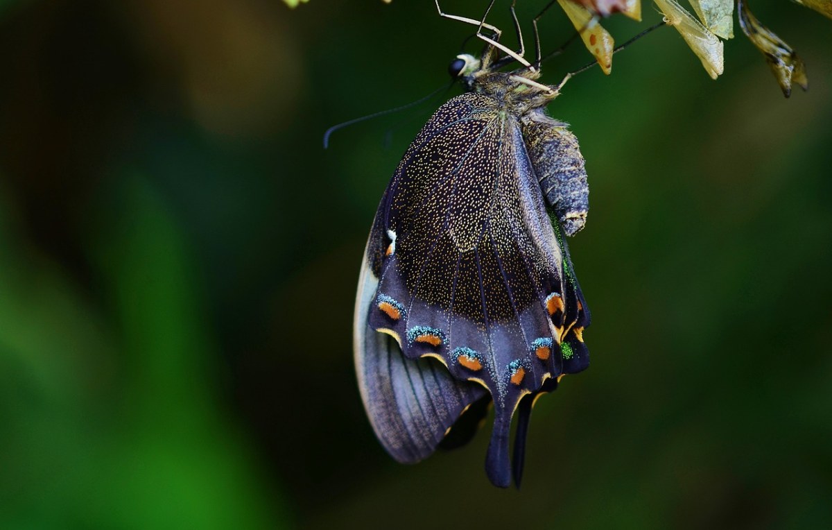 茧、蝴蝶、昆虫免费图片