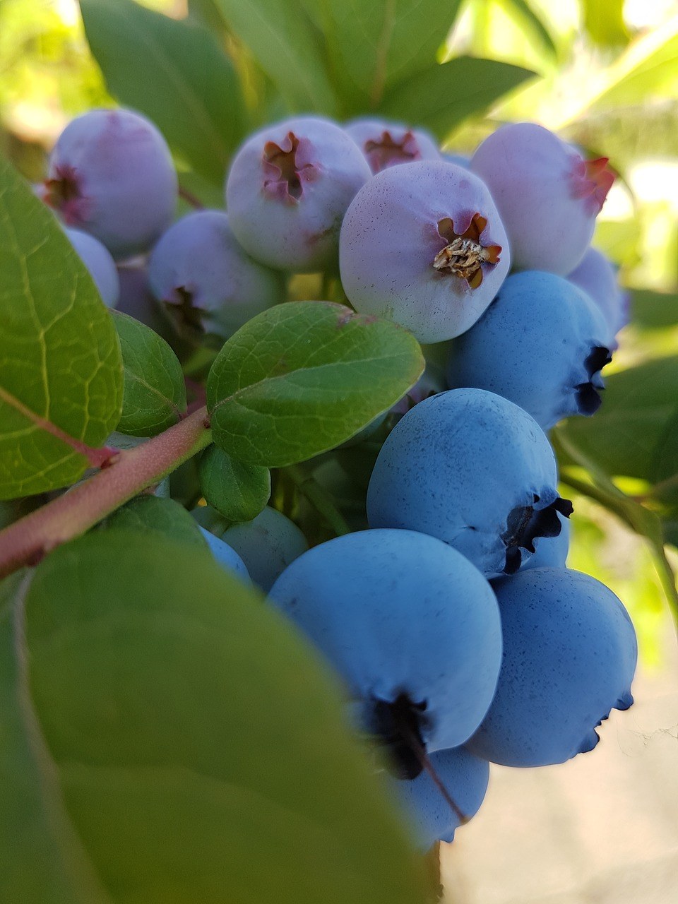 蓝莓树上的新鲜蓝莓免费图片