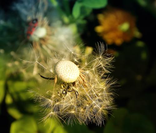 蒲公英、鲜花