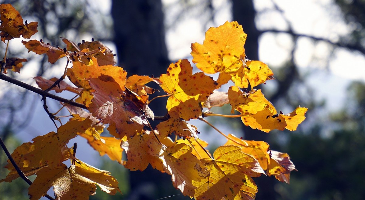 秋、叶、多彩免费图片