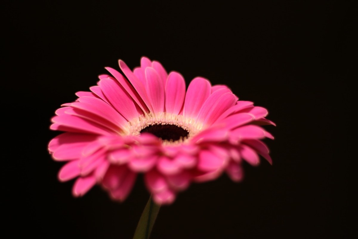 花、非洲菊、粉红色 - 免费可商用图片 - CC0素材网