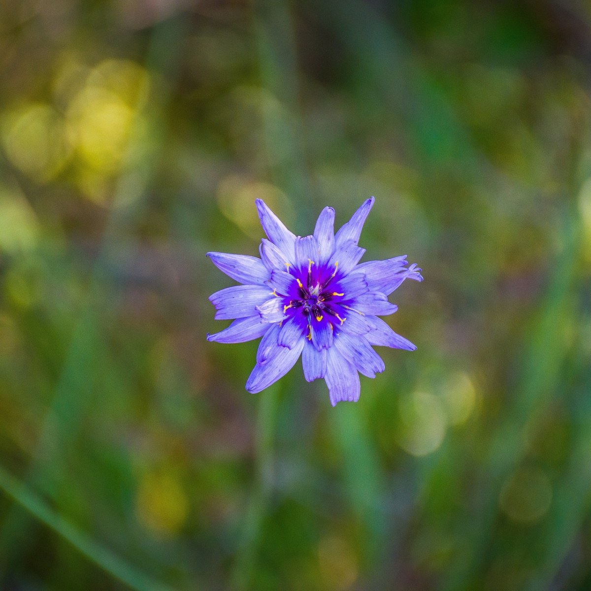 花,葡萄园里的花,紫色花