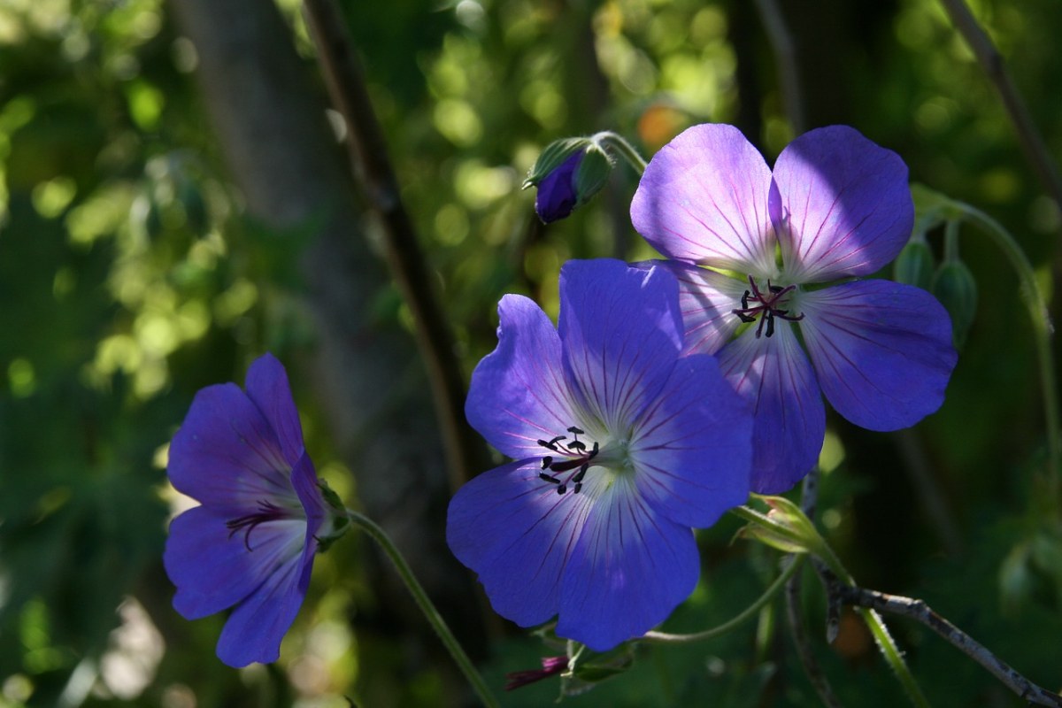 天竺葵,蓝色,鲜花