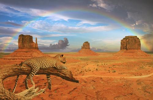 幻想、豹、彩虹