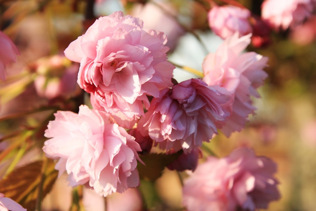 樱花,日本樱花,气味