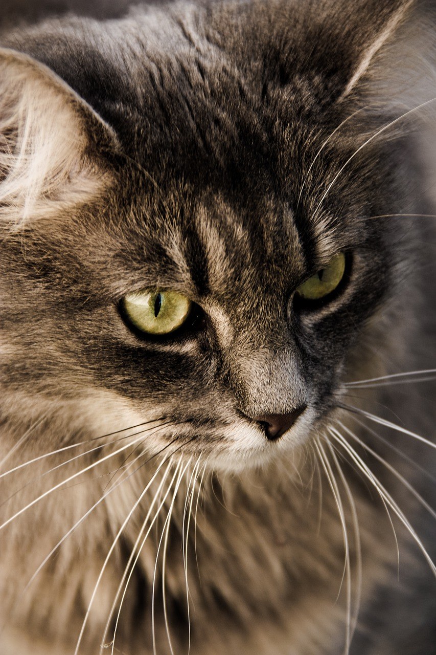 猫,晶须,眼睛