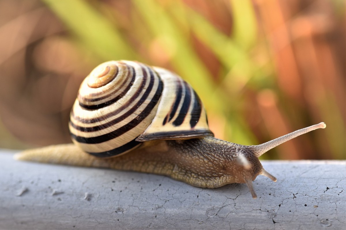 一只蜗牛特写摄影免费图片