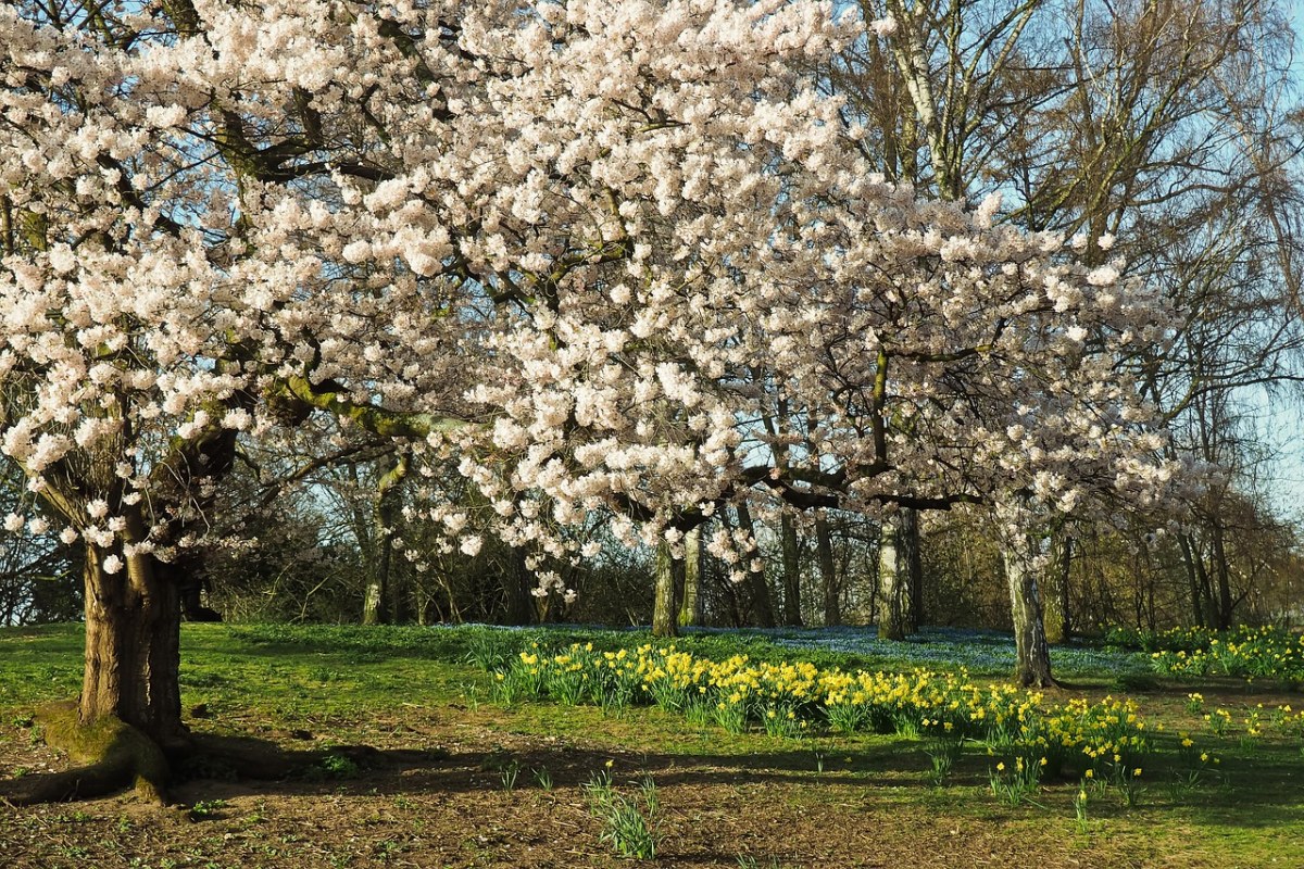春天公园的樱花树免费图片