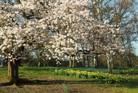 春天公园的樱花树