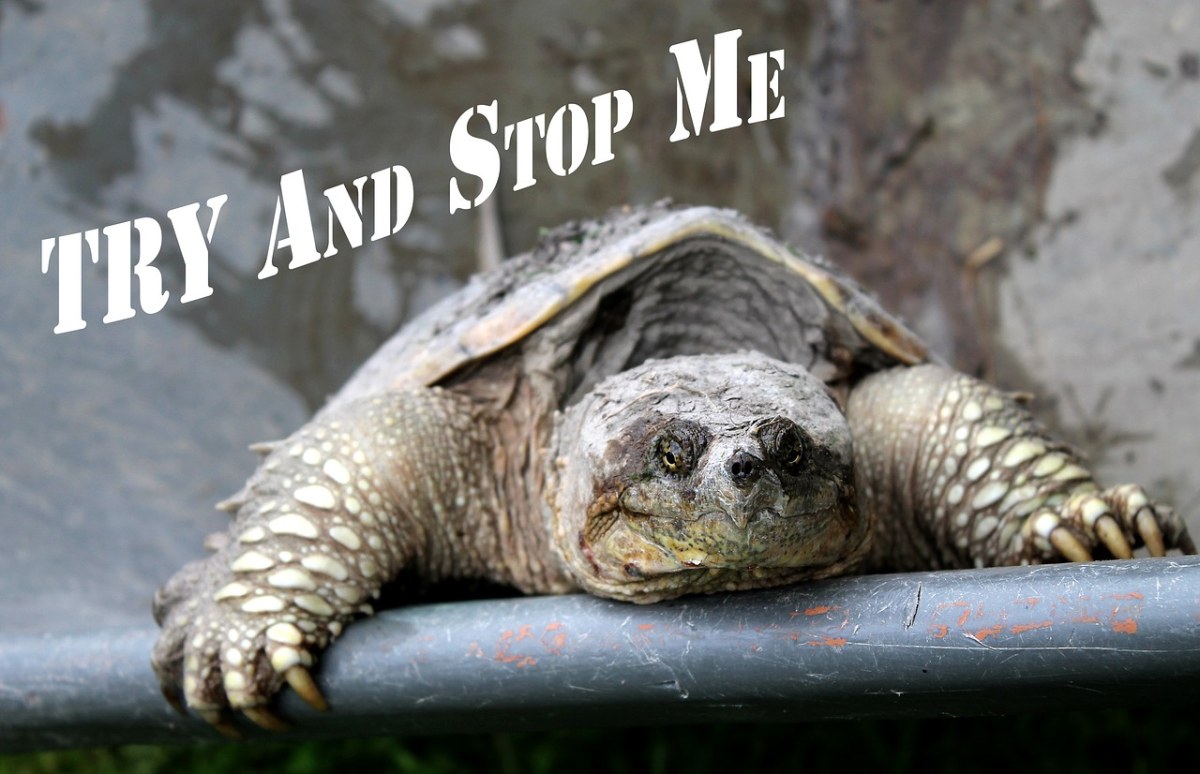 动机、试着阻止我、鳄龟免费图片
