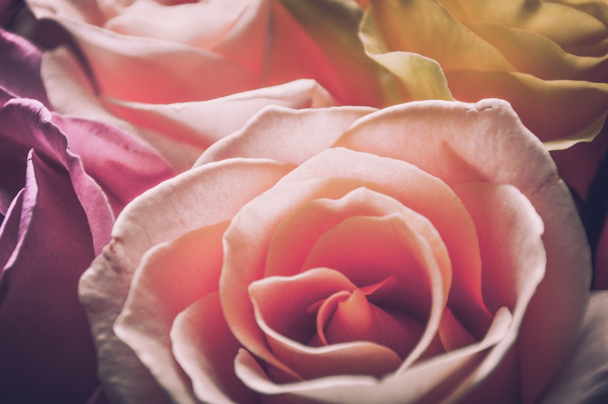粉红色的玫瑰、温柔的玫瑰、暗花免费图片