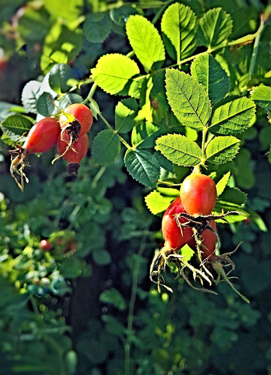 玫瑰果,厂,布什