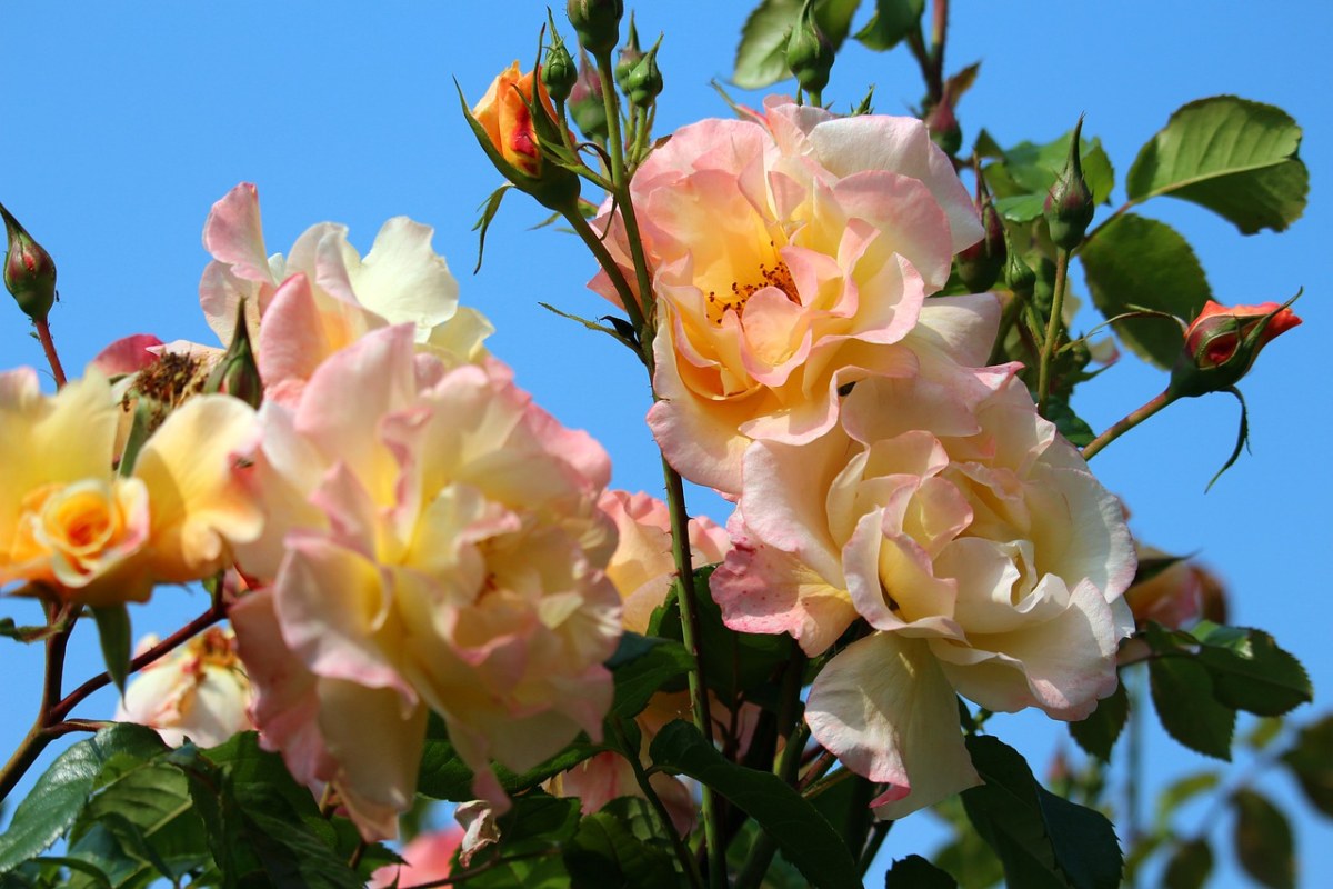 藤本月季、布什玫瑰、荆棘免费图片
