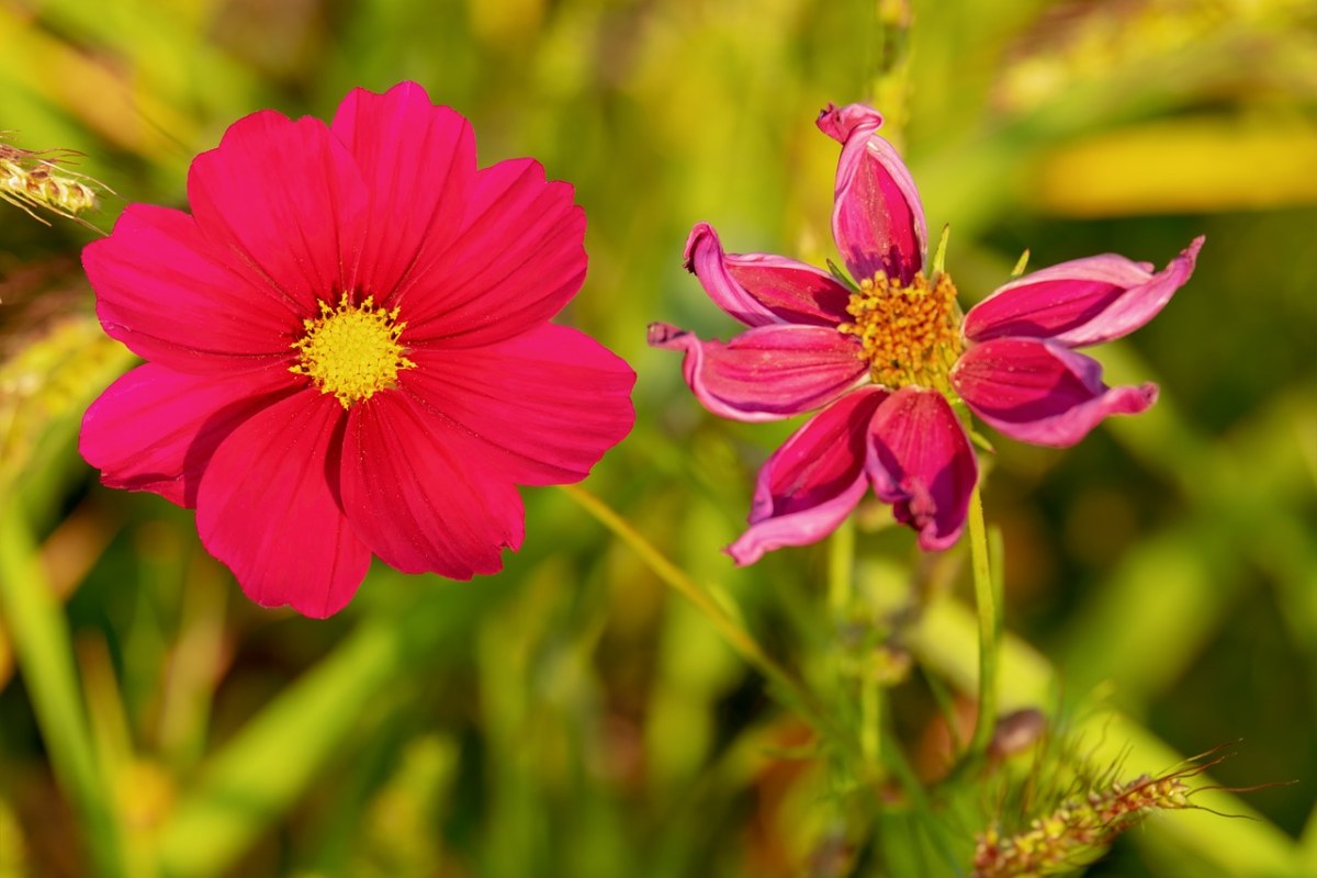 Cosmea、花、开花免费图片