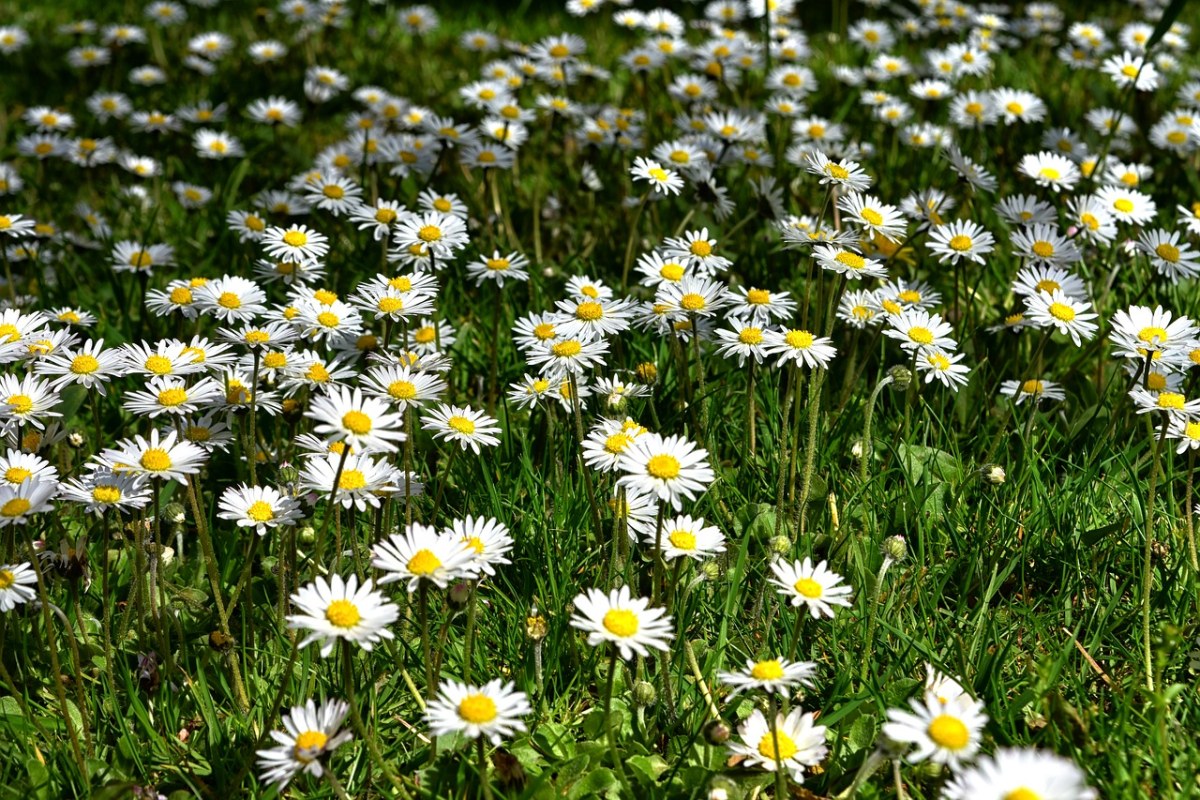 菊科野花花朵免费图片