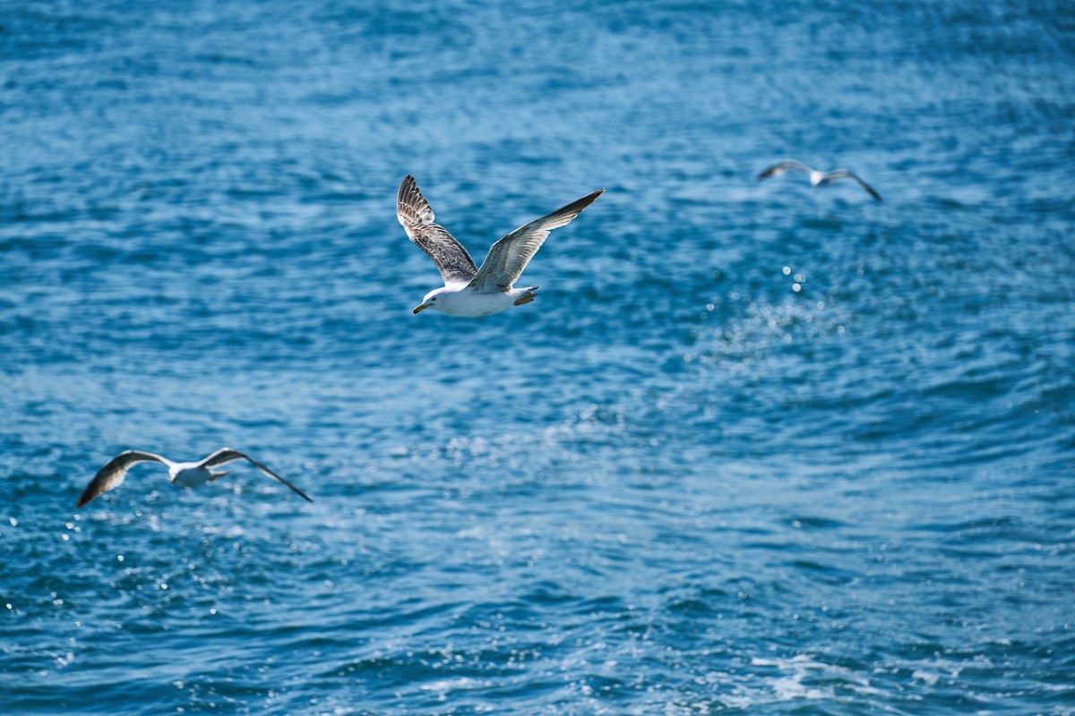 海鸥、鸟、飞免费图片