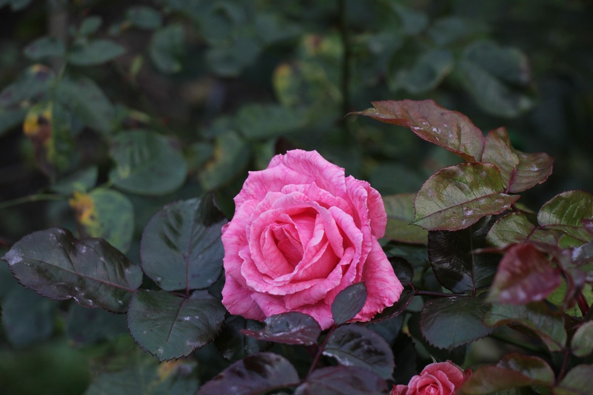 玫瑰、秋季、花卉免费图片