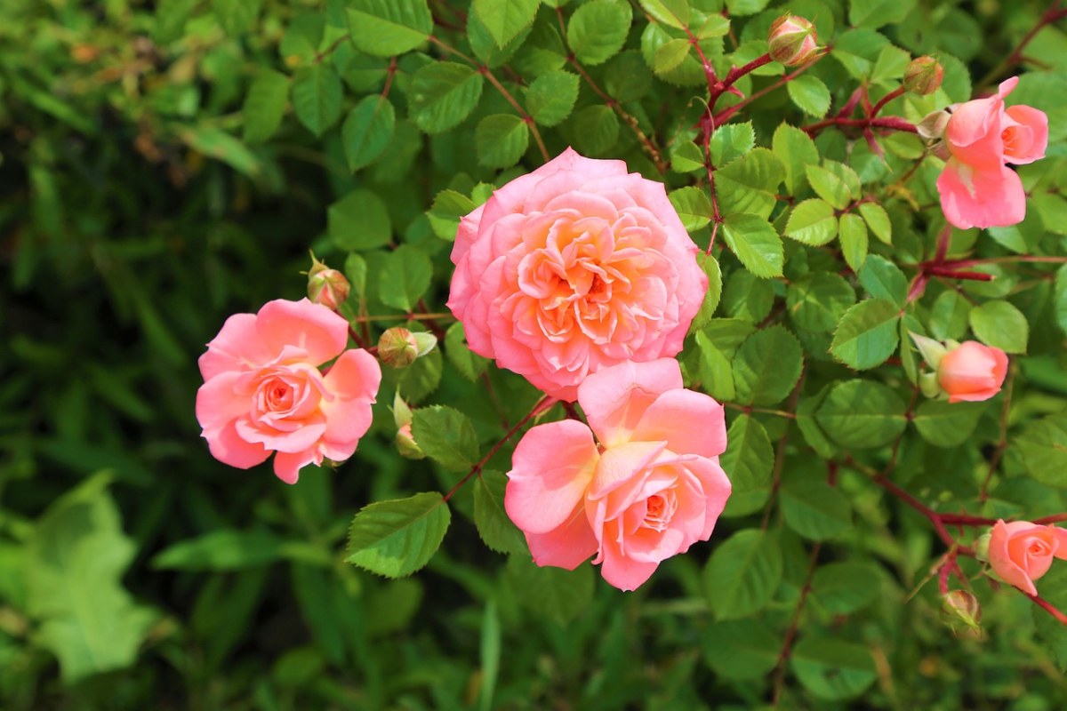 玫瑰、植物免费图片